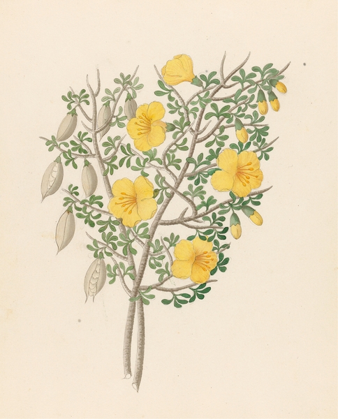 Bignoniae Nova Specie [Rhigozum obovatum] 1817 Print