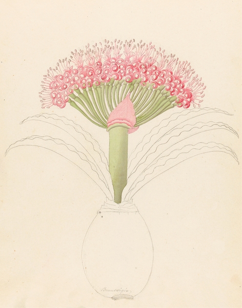 Brunswigia [Brunsvigia grandiflora] 1817 Print