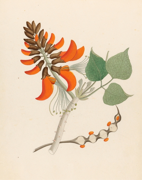 Erythrina Caffras 1817 Print