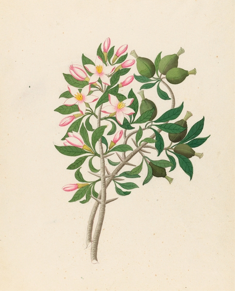 Gardenia Nov. Sp. [Hyperacanthus amoenus] 1817 Print