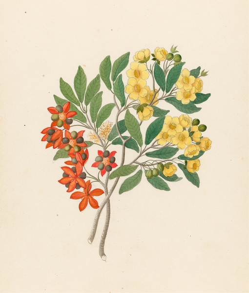 Clemenz Heinrich Wehdemann Botanical