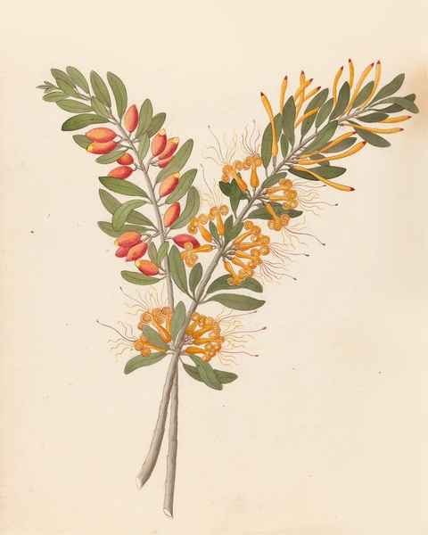 Loranthus N. Sp. [Moquiniella rubra] 1817 Print