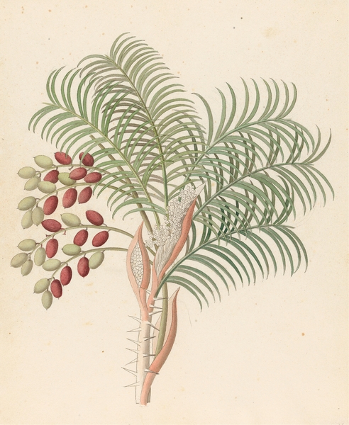 Phoenix [Phoenix reclinata] 1817 Print