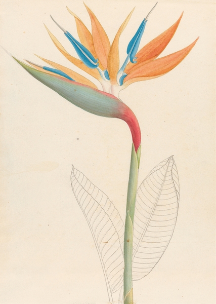Strelitzia Reginae 1817 Print