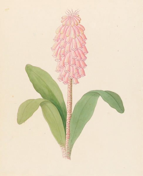 Veltheimia viridifolia [Veltheimia bracteata] 1817 Print