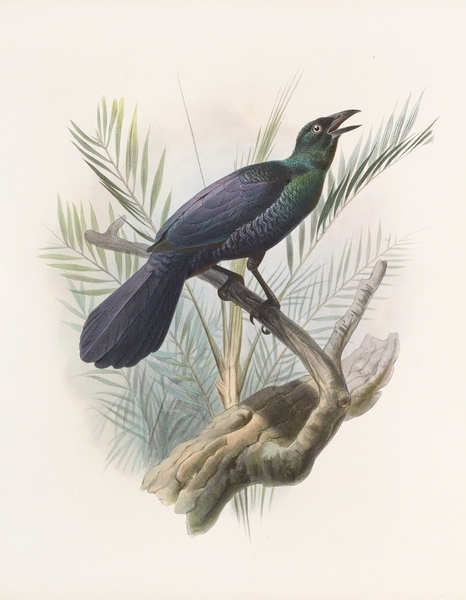 Manucodia atra 1873 Print