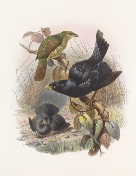 Ptilorhynchus violaceus 1873 Print
