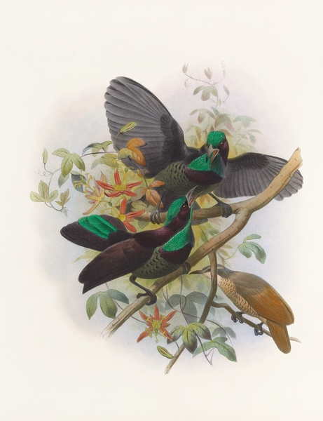 Ptiloris Victorie 1873 Print