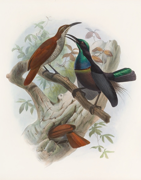 Ptiloris magnificus 1873 Print