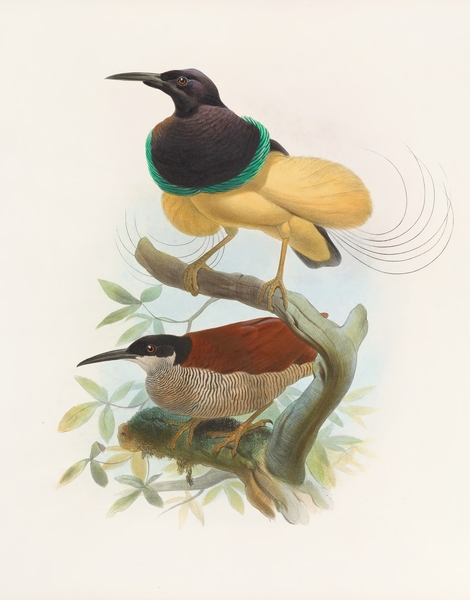 Seleucides alba 1873 Print