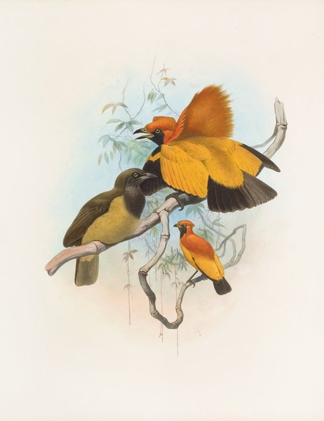 Xanthomelus aureus 1873 Print