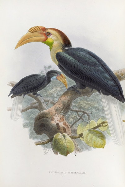 Rhytidoceros subruficollis 1882 Print