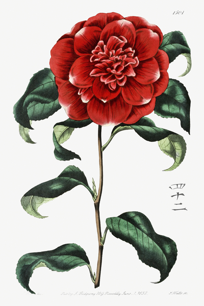 Mr. Reevess crimson camellia from Edwards Botanical Register 1829-1847  by Sydenham Edwards John Lindley and James Ridgway. Print