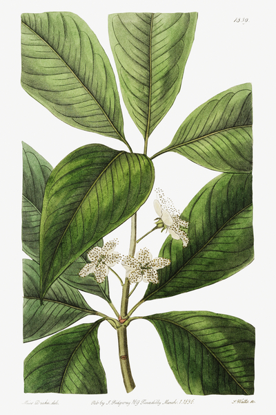  Edwards Botanical Register