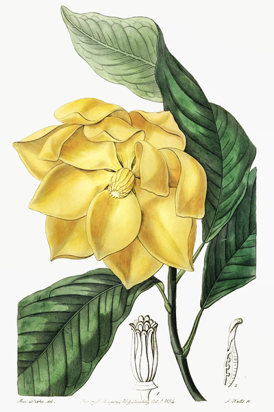 De Candolles talaum tree from Edwards Botanical Register 1829-1847  by Sydenham Edwards John Lindley and James Ridgway. Print