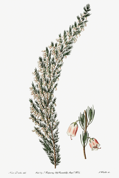 Bell-bearing heath from Edwards Botanical Register 1829-1847  by Sydenham Edwards John Lindley and James Ridgway. Print