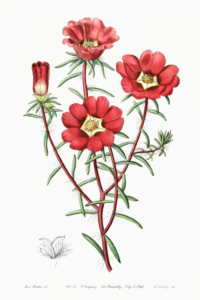  Edwards Botanical Register