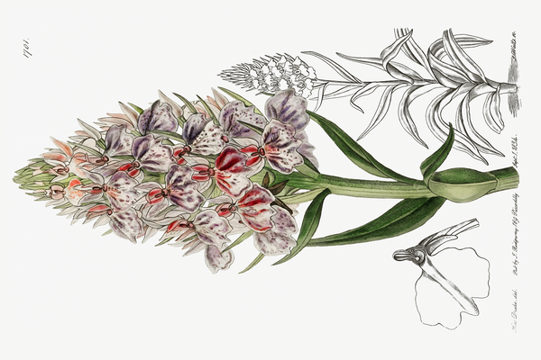 Leafy spiked orchis from Edwards Botanical Register 1829-1847  by Sydenham Edwards John Lindley and James Ridgway. Print