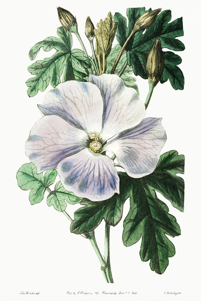Mrs. Wrays hibiscus from Edwards Botanical Register 1829-1847  by Sydenham Edwards John Lindley and James Ridgway. Print