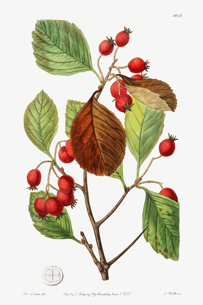 Plum leaved thorn from Edwards Botanical Register 1829-1847  by Sydenham Edwards John Lindley and James Ridgway. Print