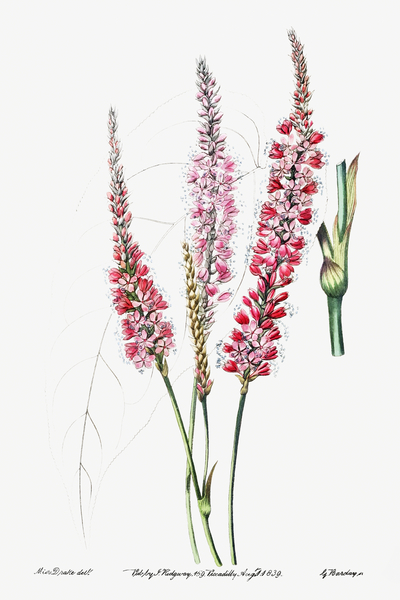 Stem-clasping polygonum from Edwards Botanical Register 1829-1847  by Sydenham Edwards John Lindley and James Ridgway. Print