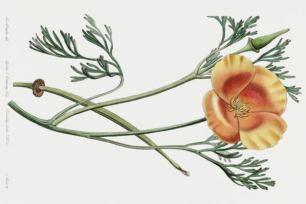 Saffron colored eschscholzia from Edwards Botanical Register 1829-1847  by Sydenham Edwards John Lindley and James Ridgway. Print