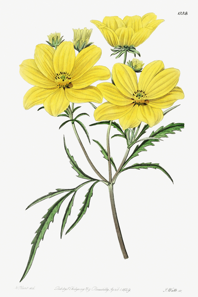 Golden coreopsis from Edwards Botanical Register 1829-1847  by Sydenham Edwards John Lindley and James Ridgway. Print