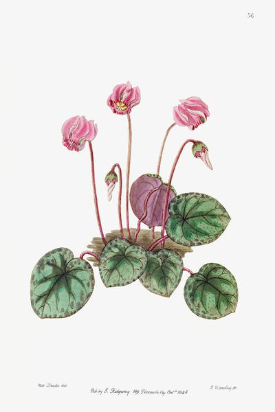 Shore cyclamen from Edwards Botanical Register 1829-1847  by Sydenham Edwards John Lindley and James Ridgway. Print