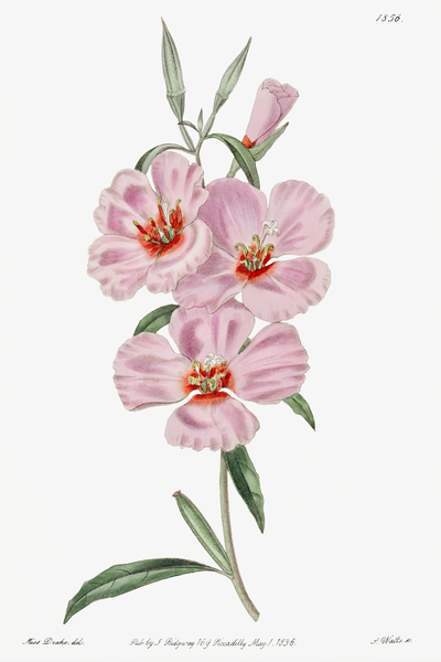 Ruddy godetia from Edwards Botanical Register 1829-1847  by Sydenham Edwards John Lindley and James Ridgway. Print