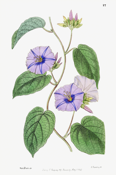 Hoary jacquemontia from Edwards Botanical Register 1829-1847  by Sydenham Edwards John Lindley and James Ridgway. Print