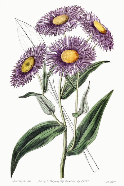 Shewy stenactis from Edwards Botanical Register 1829-1847  by Sydenham Edwards John Lindley and James Ridgway. Print