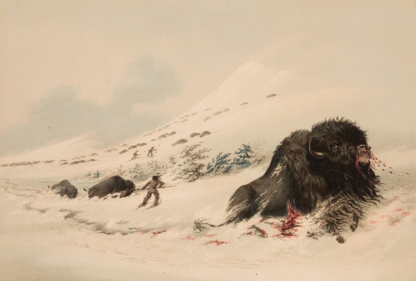 Buffalo Bull in Snow Drift 1844 Print