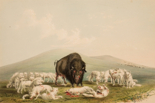 Buffalo Hunt White Wolves Attacking A Buffalo Bull 1844 Print