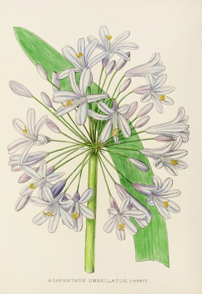 Agapanthus Umbellatus Print