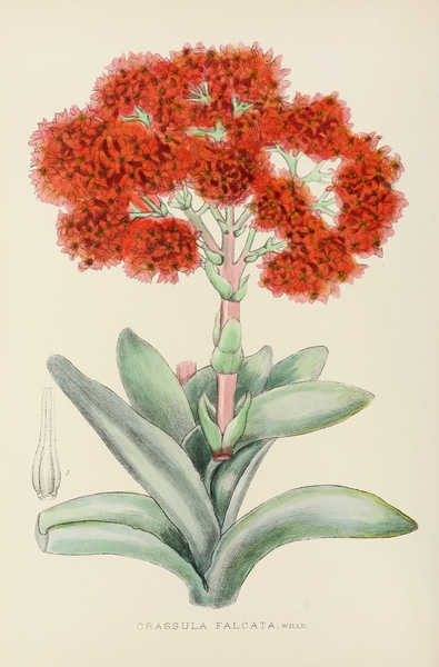Crassula Falcata Print