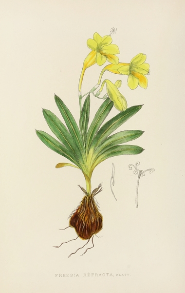 Freesia Refracta Print