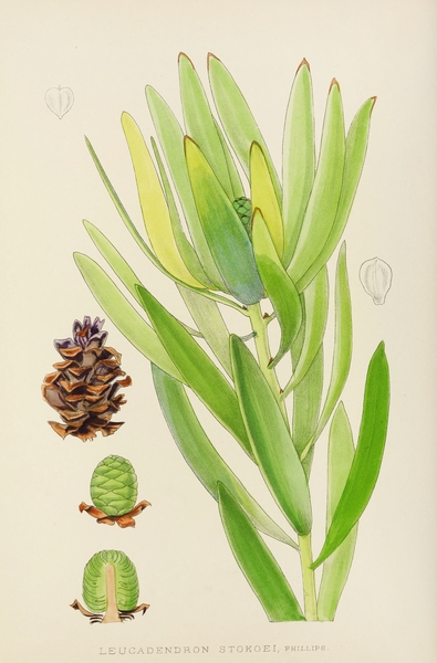 Leucadendron Stokoei Print