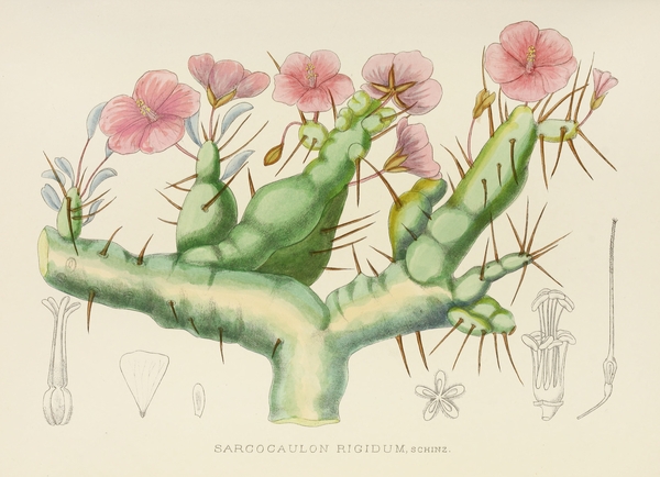 Illtyd Buller Pole-Evans Botanical