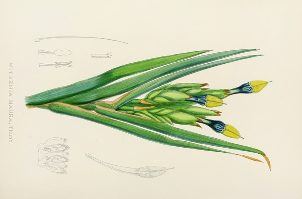 Illtyd Buller Pole-Evans Botanical