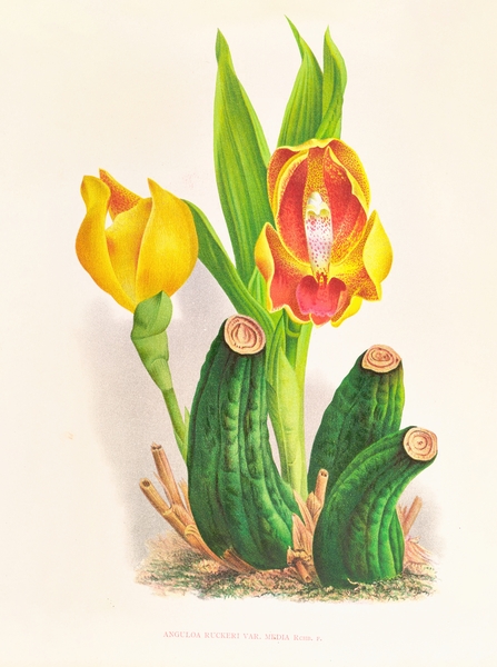 Anguloa Ruckeri var media Print