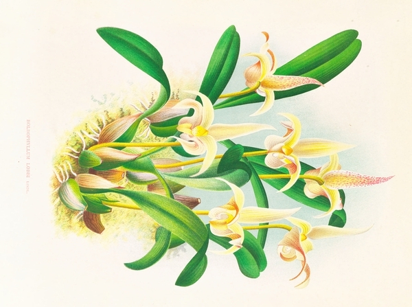 Bolbophyllum lobbi Print