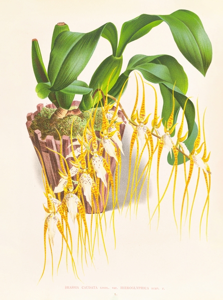 Brassia caudata  Print