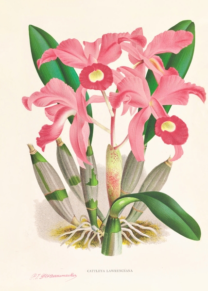 Cattleya Lawrenceana Print