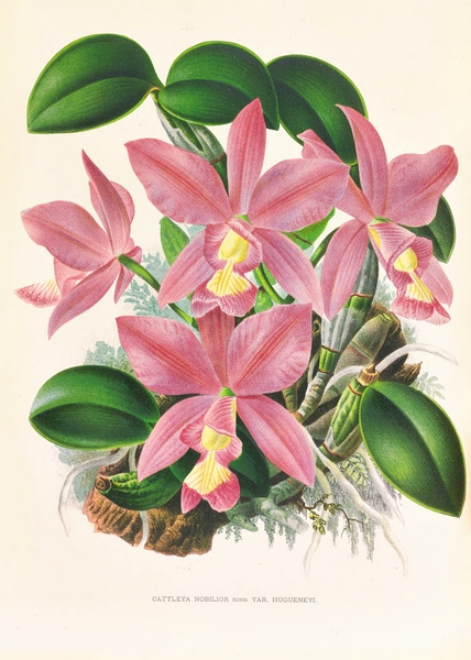 Cattleya nobilior Print