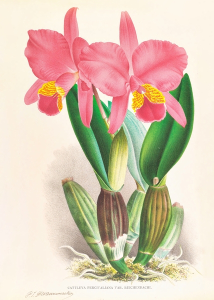 Cattleya percivaliana var reichenbach Print