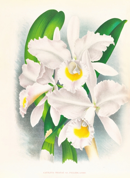 Cattleya Trianae var Pallida  Print