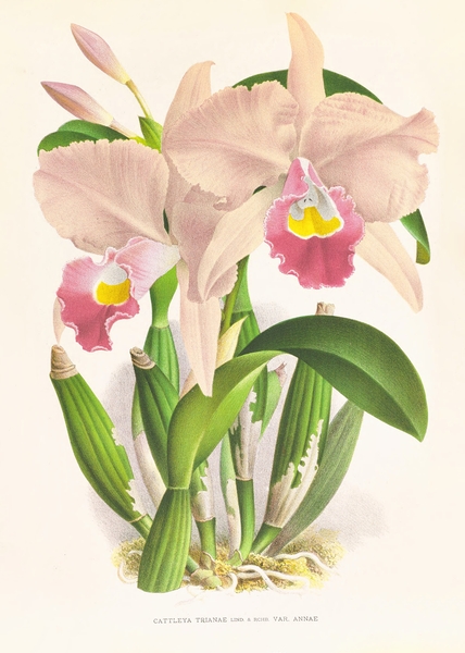 Cattleya Trianae Print