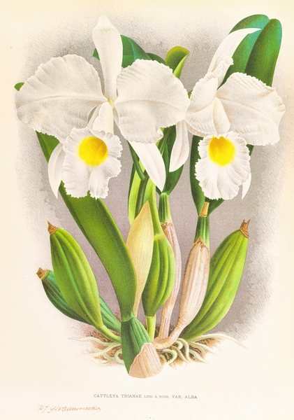 Cattleya Trianae Print