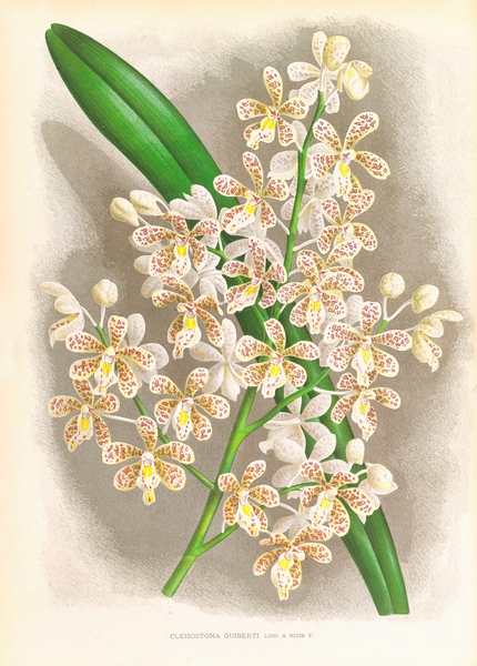 Cleisostoma Guiberti Print