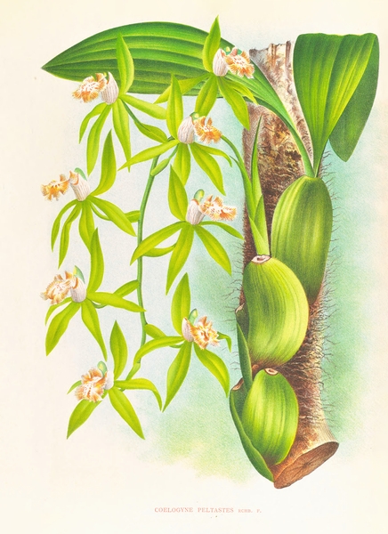 Jean Jules Linden Botanical